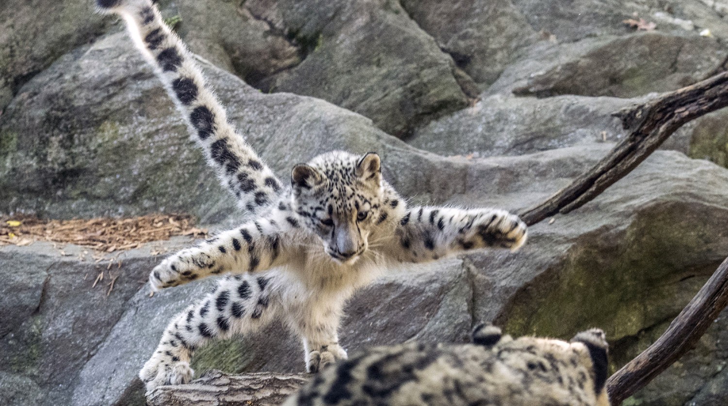 Кошки Нью-Йорка
