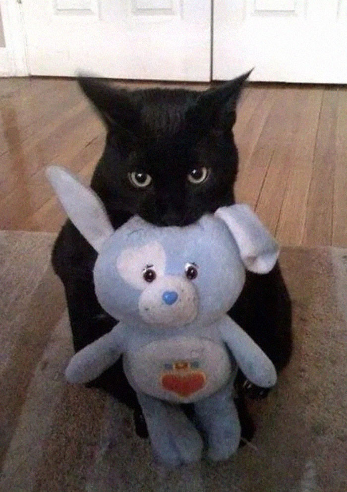 8. Любят носить котят