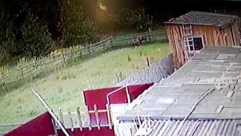 Дерзкий побег страуса эмы с фермы под Осиповичами попал на ВИДЕО